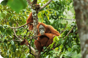 Sumatran Orangutan Society