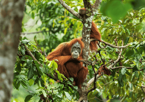 SOS Orangutans
