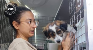 Save The Dogs and other animals